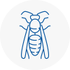 Newcastle Under Lyme Wasp Nest Removal